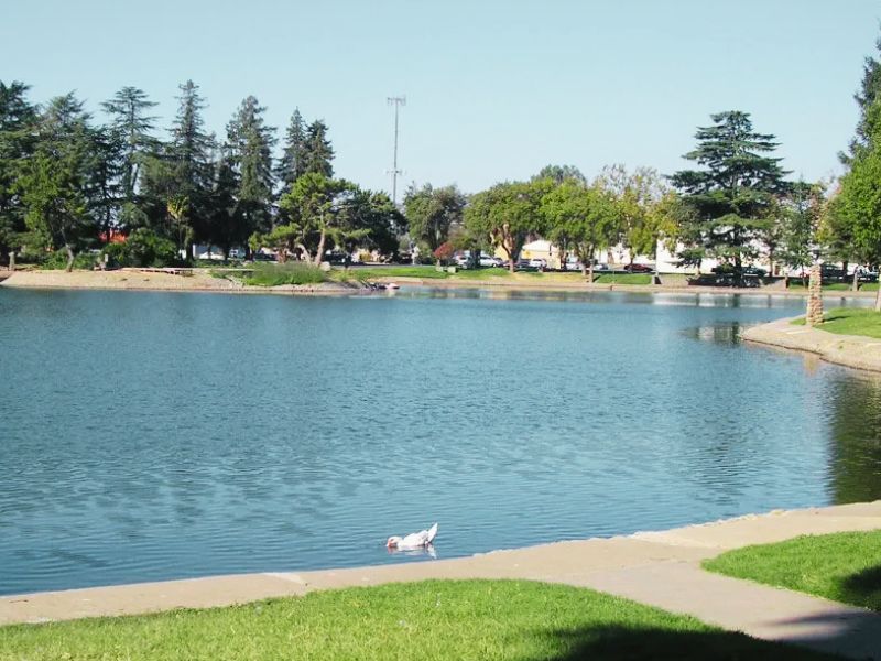 Park pond with trees along the shore; a white goose stands at the water's edge.